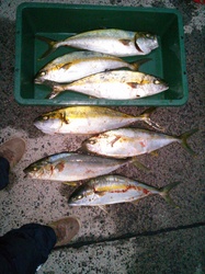 IMG00129.jpg